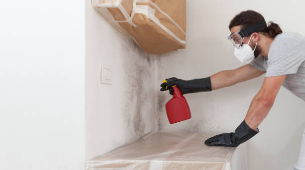 Professional Basement Mold Removal technician working in Kulpmont, PA