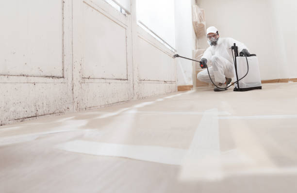 24/7 Emergency Basement Mold Removal experts in Kulpmont, PA
