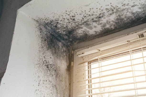 Affordable Basement Mold Removal solutions in Kulpmont, PA